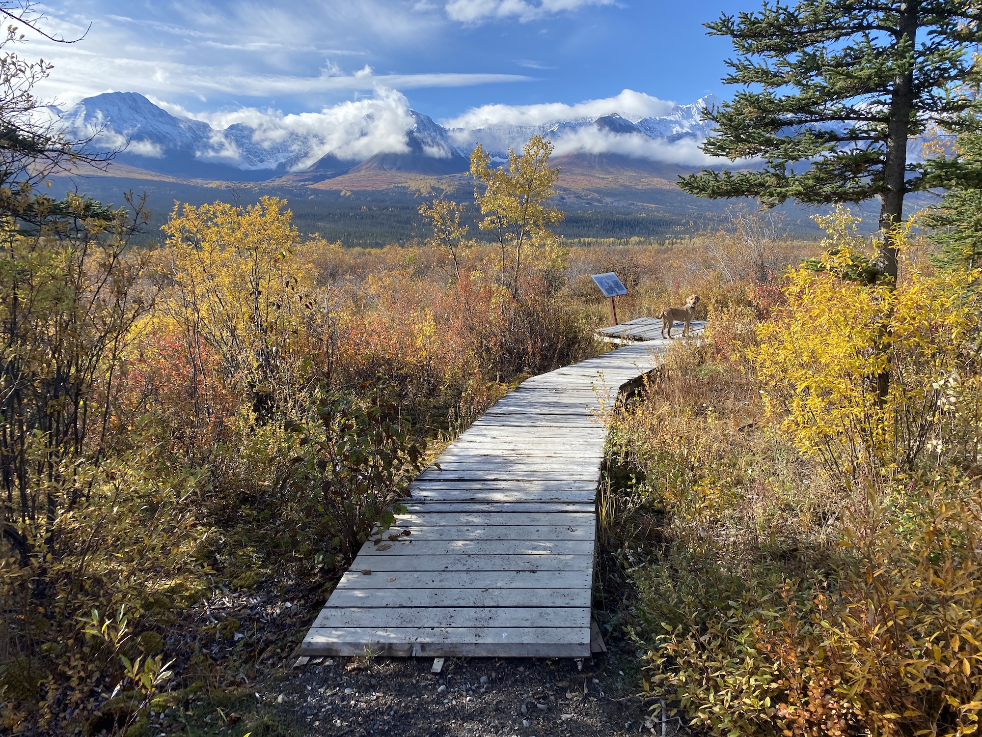 Dezadeash River Trail